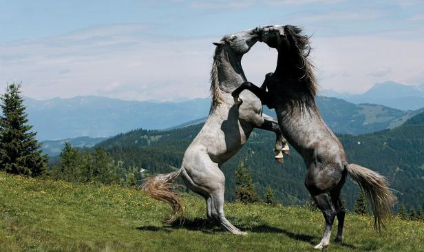 Womit es die Lipizzaner bis nach Hollywood schafften