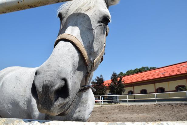 Womit es die Lipizzaner bis nach Hollywood schafften