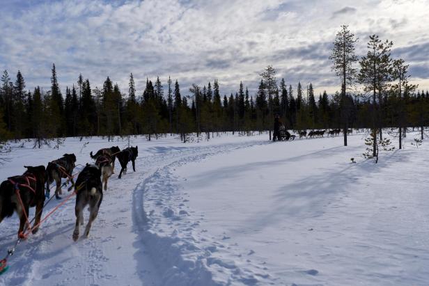 Die Huskys lieben es zu rennen. 