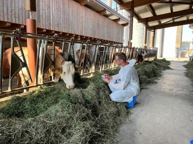 Sauberes Fell, gesunde Euter: Wie das Tierwohl im Kuhstall kontrolliert wird