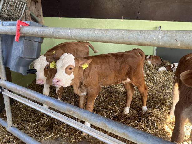 Sauberes Fell, gesunde Euter: Wie das Tierwohl im Kuhstall kontrolliert wird