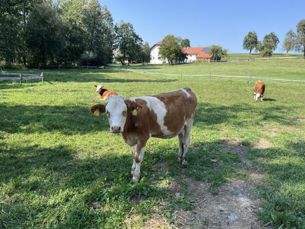 Sauberes Fell, gesunde Euter: Wie das Tierwohl im Kuhstall kontrolliert wird