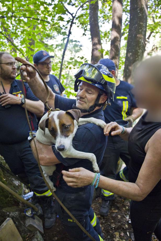 NÖ: Hund "Spotty" nach 50 Stunden Suche aus Felshöhle gerettet