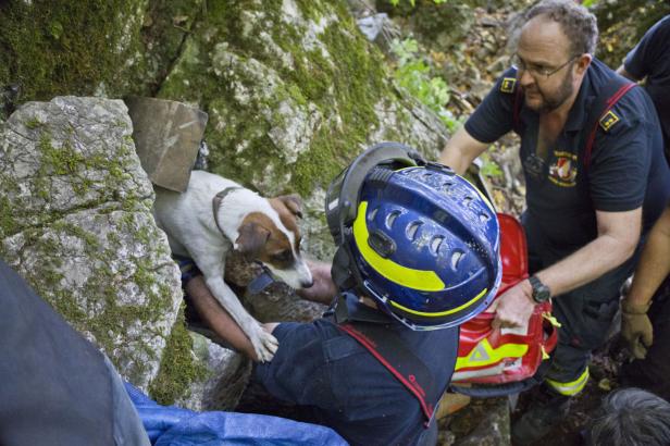 NÖ: Hund "Spotty" nach 50 Stunden Suche aus Felshöhle gerettet