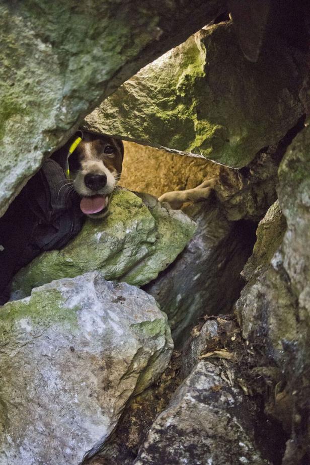 NÖ: Hund "Spotty" nach 50 Stunden Suche aus Felshöhle gerettet