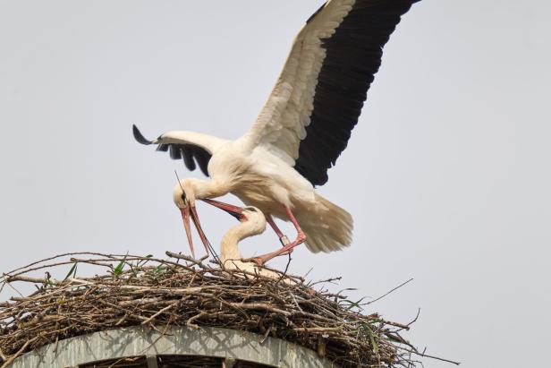 Bruterfolge von Nord bis Süd, aber Appell zum Stopp der Entenjagd