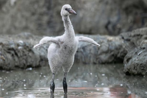 12 Küken: Endlich wieder Flamingo-Nachwuchs in Schönbrunn