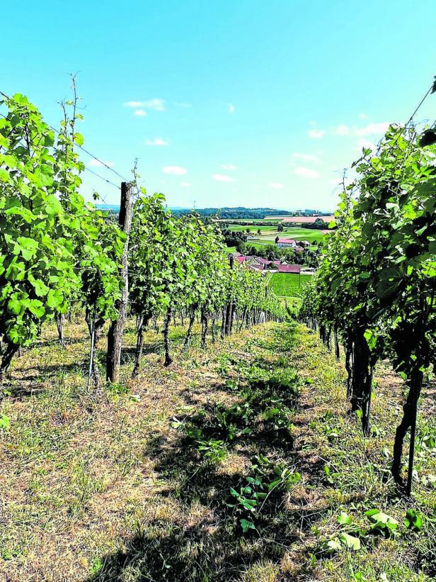 Weinbau aus Lust am Experimentieren