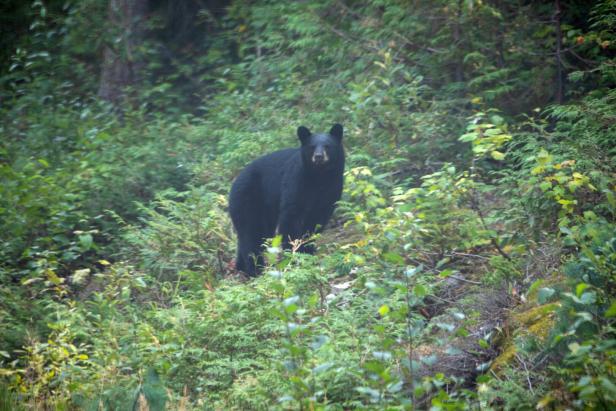 Ü-Bär-holt: Wieso die Fellmützen der Königsgarden Staatskasse und Weltbild sprengen