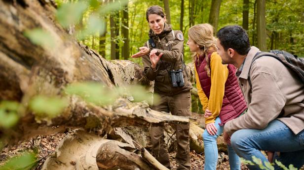 Eine Rangerin erklärt einem Paar einen umgestürzten Baum im Wald.