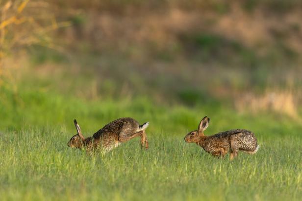 Wie Wildtiere mit dem Hochwasser zurechtkommen