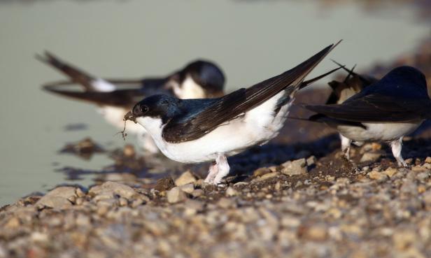 Wie Wildtiere mit dem Hochwasser zurechtkommen