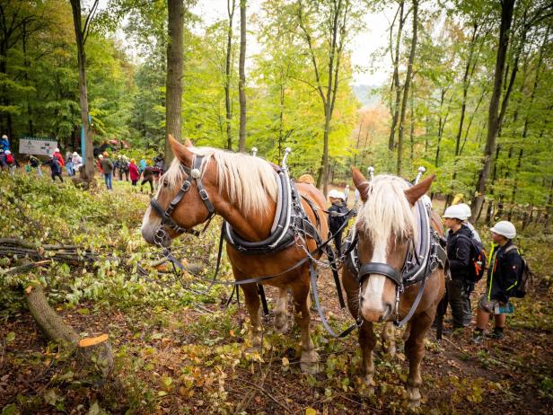 So wird im Wald nachhaltig und dennoch mit Profit gearbeitet