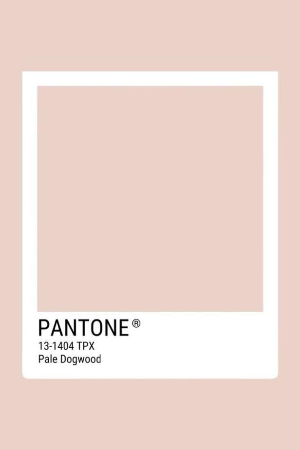 Ein Farbfeld in der Farbe „Pale Dogwood“ (Pantone 13-1404 TPX).