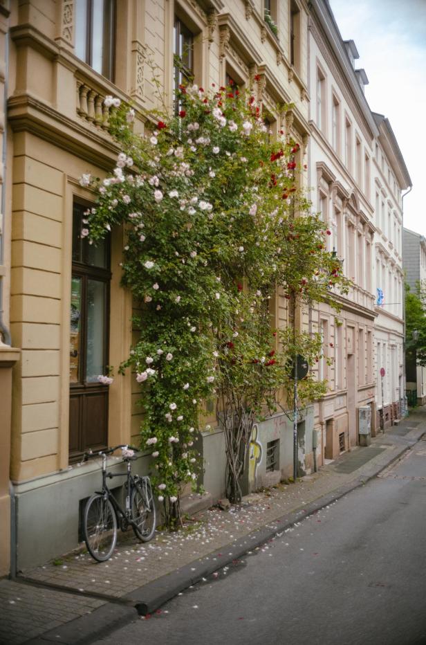 Ein Rosenstrauch mit roten und weißen Blüten rankt an einer Hauswand.