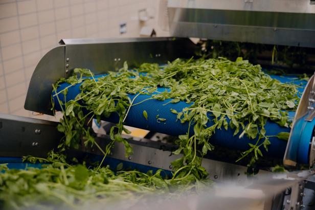 Wo Pasta und Pesto herkommen: Ein Tag in der Barilla-Fabrik in Parma