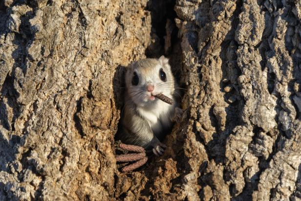 Ein Flughörnchen schaut aus einem Baumloch und hält einen Zweig im Maul.