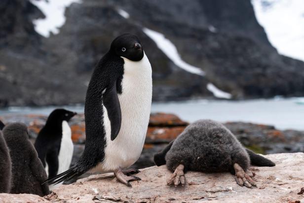 Ein Adéliepinguin steht neben einem Küken, das auf einem Felsen liegt.