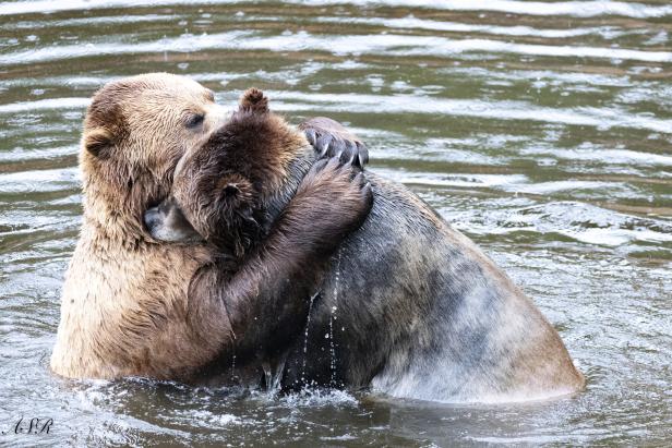Zwei Bären umarmen sich im Wasser; Gewinner des Wildlife Comedy Award 2024.