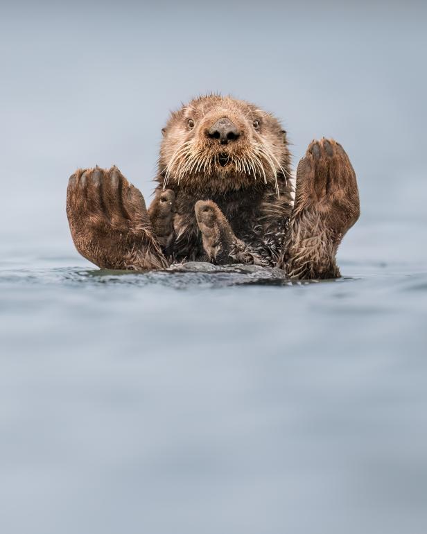 Ein Seeotter schwimmt auf dem Rücken und hält seine Pfoten hoch.
