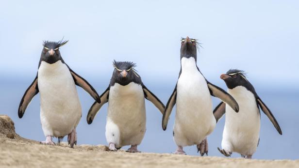 Vier Felsenpinguine, aufgenommen bei den Wildlife Comedy Awards 2024, „Gang of Four“ von Ralph Robinson.