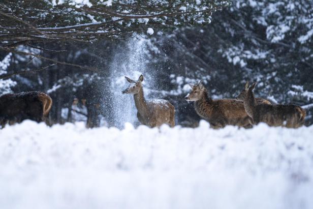 Eine Rotwildherde steht im verschneiten Wald, während Schnee von den Bäumen fällt.