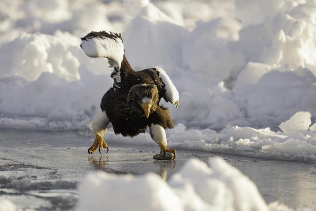 Ein Seeadler steht auf dem Eis, eine Aufnahme von Mark Meth Cohn, ausgezeichnet bei den Wildlife Comedy Awards 2024.