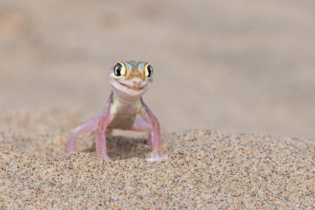 Michela Bordolis „Gecko Fashion-Modell“ bei den Wildlife Comedy Awards 2024.