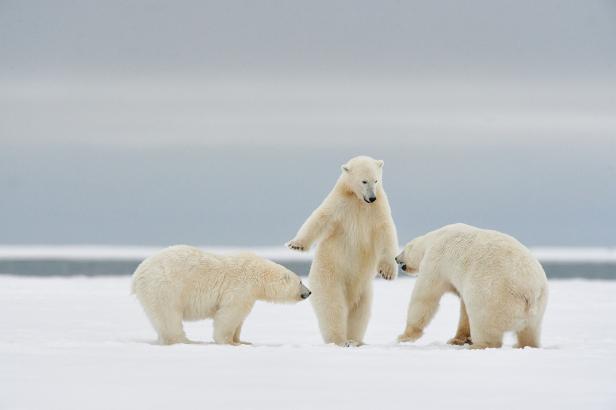 Drei Eisbären stehen auf einer schneebedeckten Fläche, aufgenommen beim Wildlife Comedy Awards 2024.