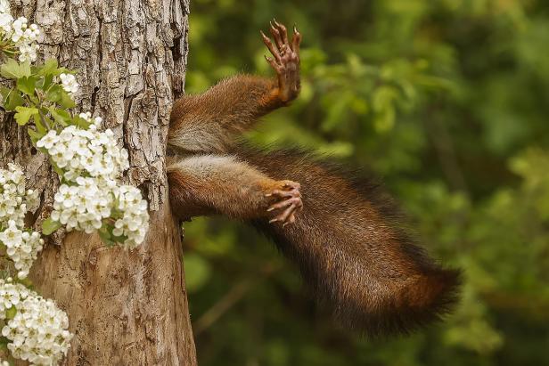 Ein Eichhörnchen steckt in einem Baum fest, Gewinner der Wildlife Comedy Awards 2024.