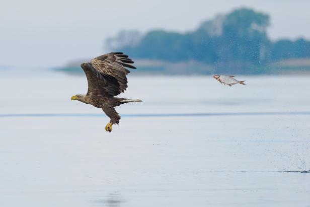 Ein Seeadler greift im Flug nach einem Fisch über dem Wasser.
