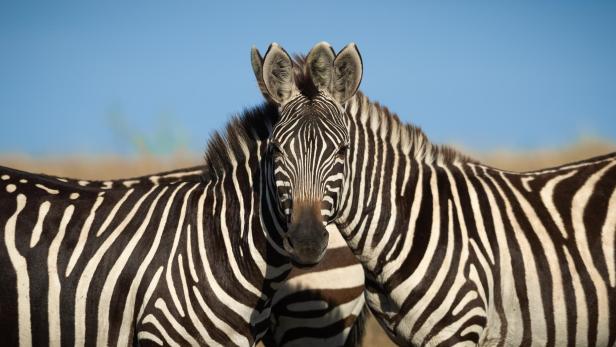 Sarosh Lodhiwaits Werk „Welches Zebra steht vorne“ bei den Wildlife Comedy Awards 2024.