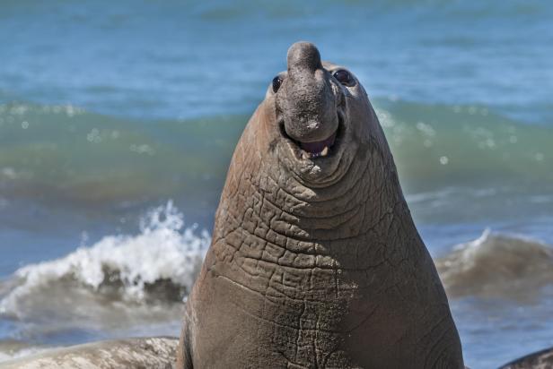 Ein See-Elefant „lächelt“ am Strand; Wildlife Comedy Awards 2024.