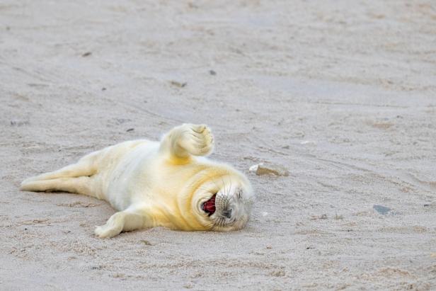 Ein Seehundwelpe liegt auf dem Rücken im Sand und lacht.