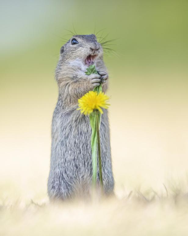 Ein Ziesel steht aufrecht und frisst eine Pusteblume.