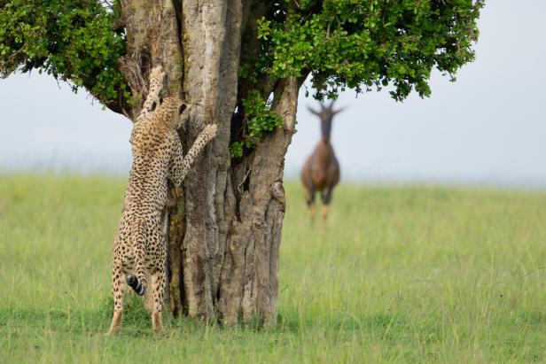 Ein Gepard klettert an einem Baum, während im Hintergrund ein Tier steht.