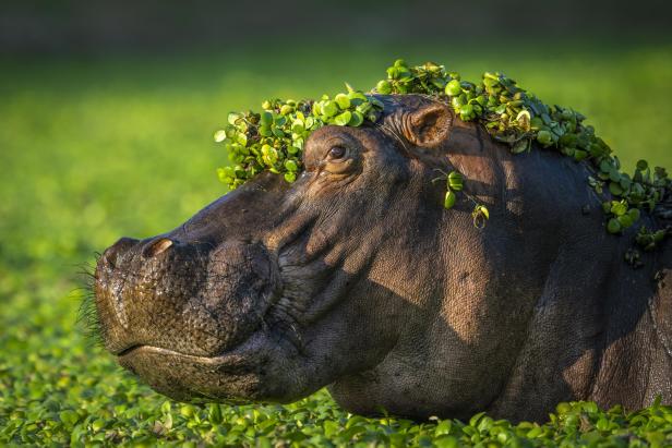 Ein Nilpferd mit einer Krone aus Wasserpflanzen, aufgenommen bei den Wildlife Comedy Awards 2024.