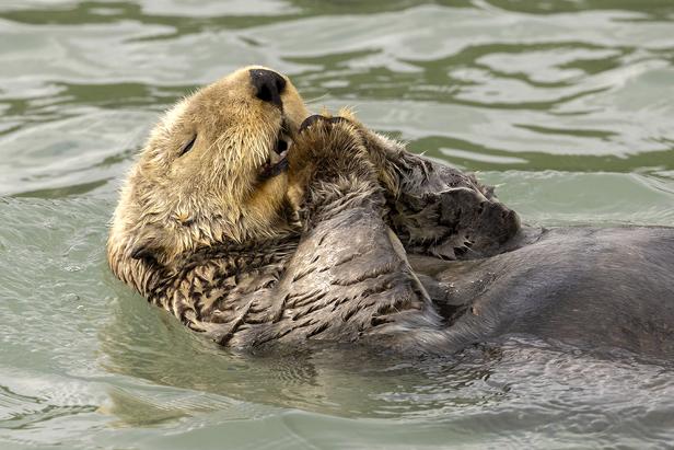Ein Seeotter schwimmt im Wasser und hält seine Pfote an sein Gesicht.
