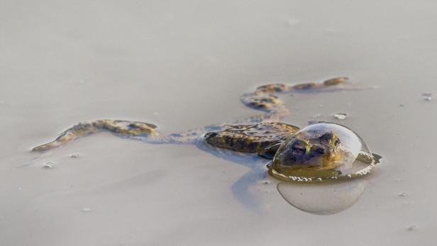 Eberhard Ehmkes „Frog in a Balloon“, Gewinner der Wildlife Comedy Awards 2024.