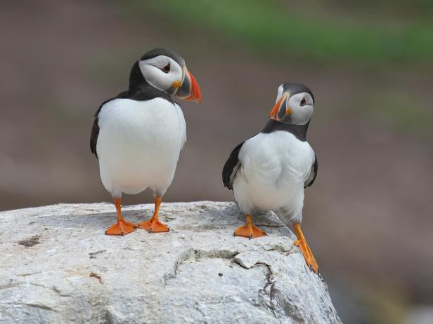 Zwei Papageientaucher stehen auf einem Felsen; Gewinner des Wildlife Comedy Award 2024.