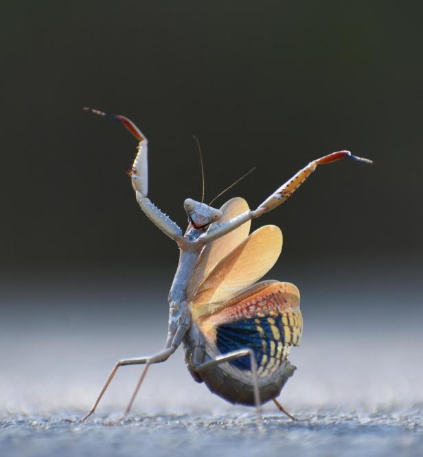 Eine Gottesanbeterin in Tanzpose, aufgenommen bei den Wildlife Comedy Awards 2024.