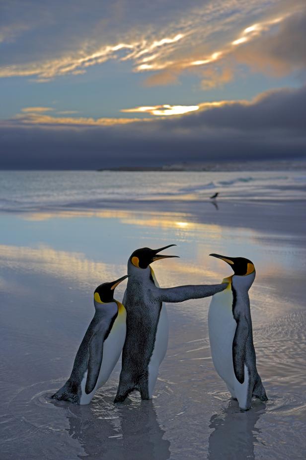 Drei Königspinguine stehen am Strand bei Sonnenuntergang.