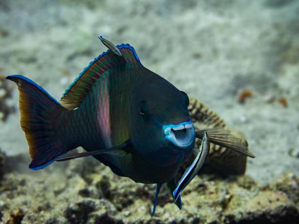 Ein Papageifisch wird von einem Putzerfisch gereinigt, aufgenommen bei den Wildlife Comedy Awards 2024.