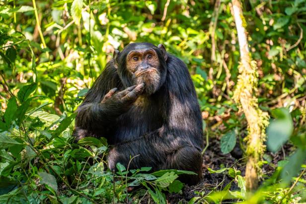 Der Schimpanse „The Contemplative Chimpanzee“ von Arvind Mohandas bei den Wildlife Comedy Awards 2024.