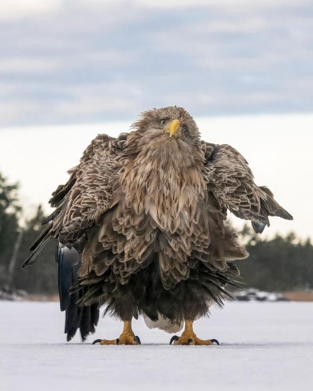 Ein Seeadler steht auf einer schneebedeckten Fläche und spreizt seine Flügel.
