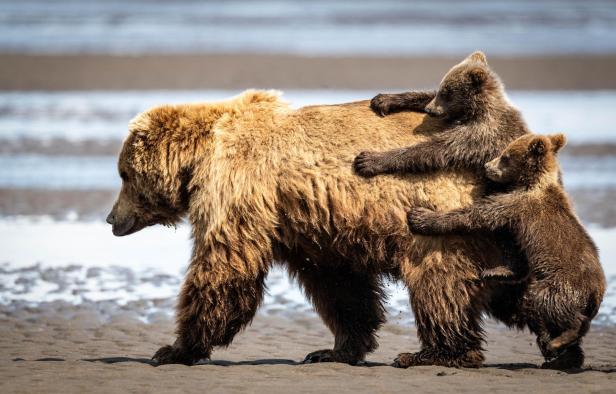 Zwei Bärenjunge klammern sich an den Rücken ihrer Mutter, während sie am Strand entlanggeht.