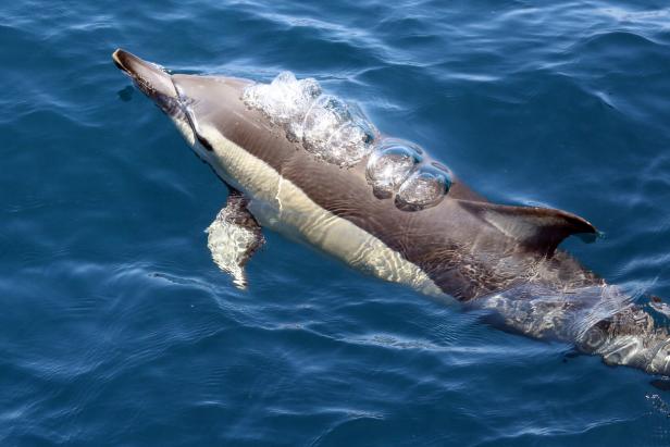 Dolphin in the water, New Zealand