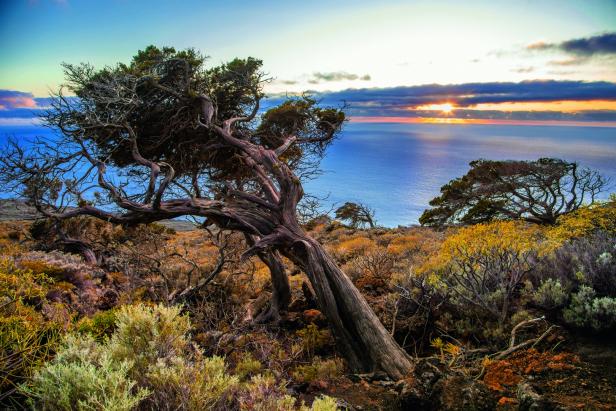 Ein knorriger Baum steht auf einer Anhöhe mit Blick auf das Meer bei Sonnenuntergang.