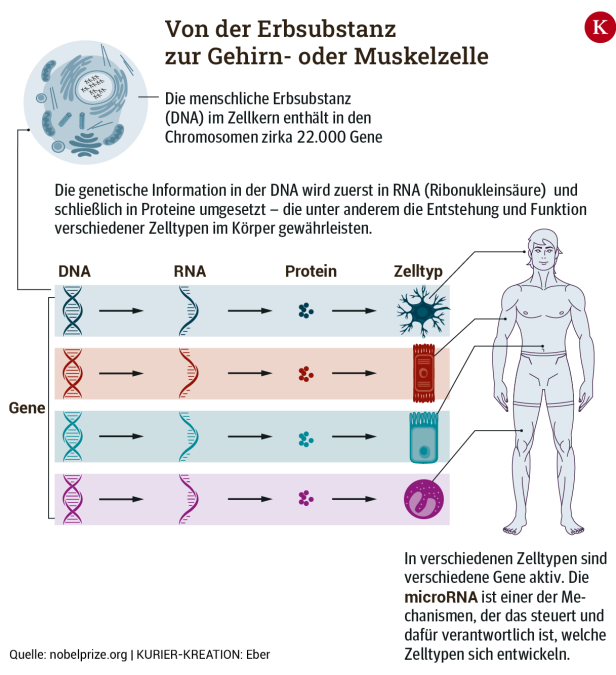 Medizin-Nobelpreis für einen Mechanismus zur Regulation der Gene