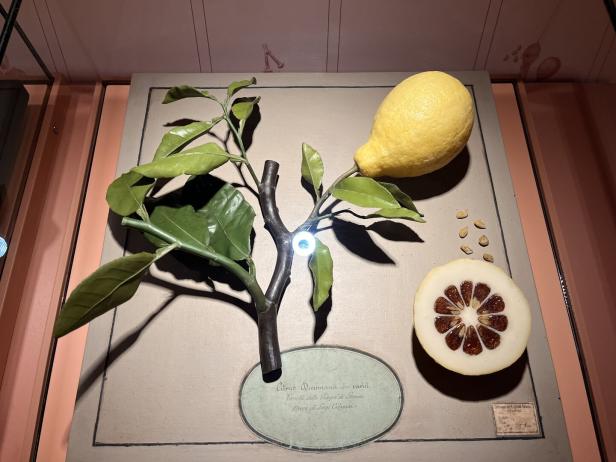 Ein Wachsmodell einer Zitrusfrucht mit Blättern, einer halben Frucht und Samen auf einem Display.
